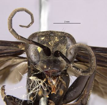 Media type: image;   Entomology 26230 Aspect: head frontal view